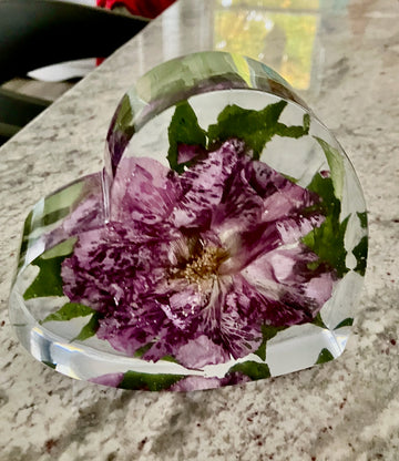 7” x 6” Confederate rose